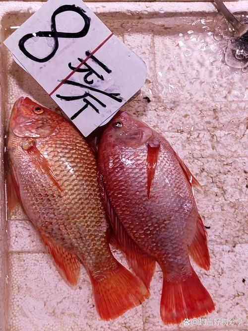 紅色頭很大的魚圖片