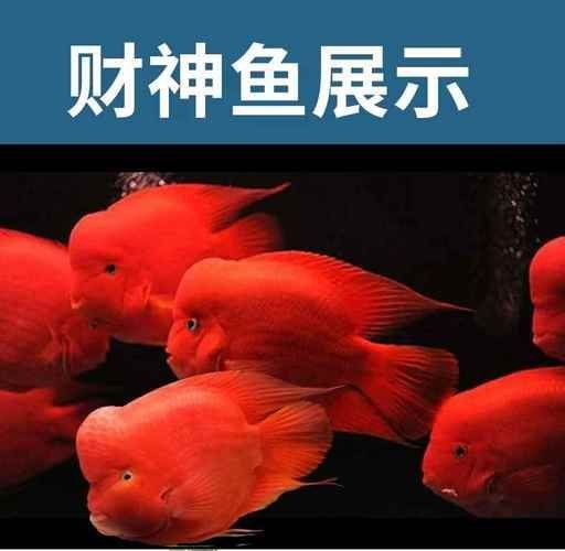 紅色頭很大的魚圖片