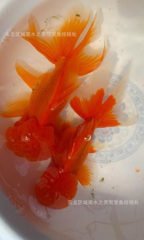 紅色頭很大的魚圖片