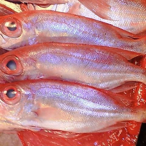 紅色頭很大的魚圖片