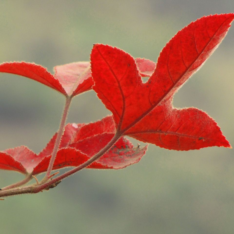 紅箭魚白毛病能自愈嗎