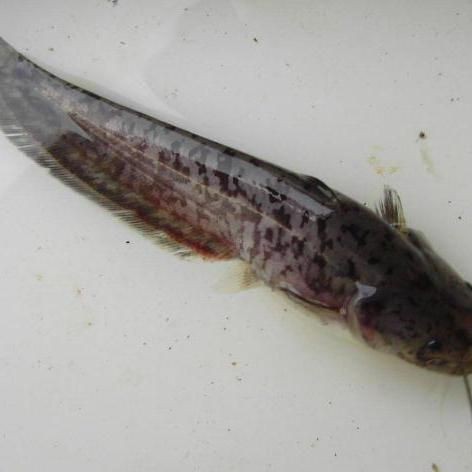 胡子魚是鯰魚嗎