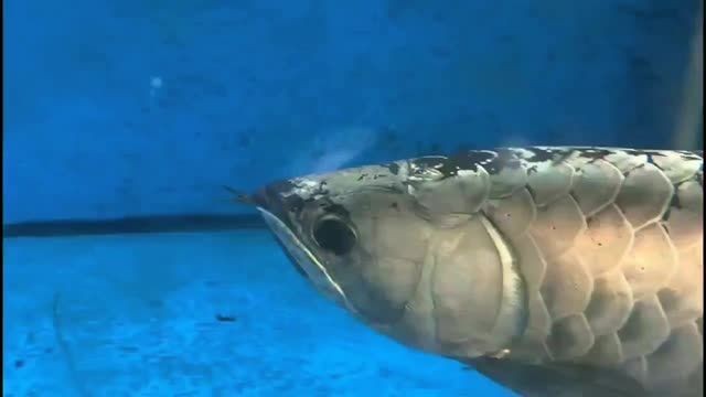賽級古典龍魚
