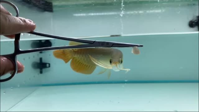 賽級古典龍魚