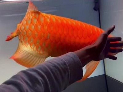 賽級古典龍魚