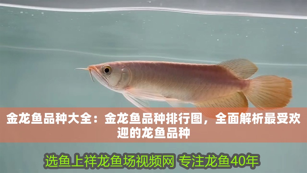 連山區(qū)興工街金升水族館（連山區(qū)興工街金升水族館電話）