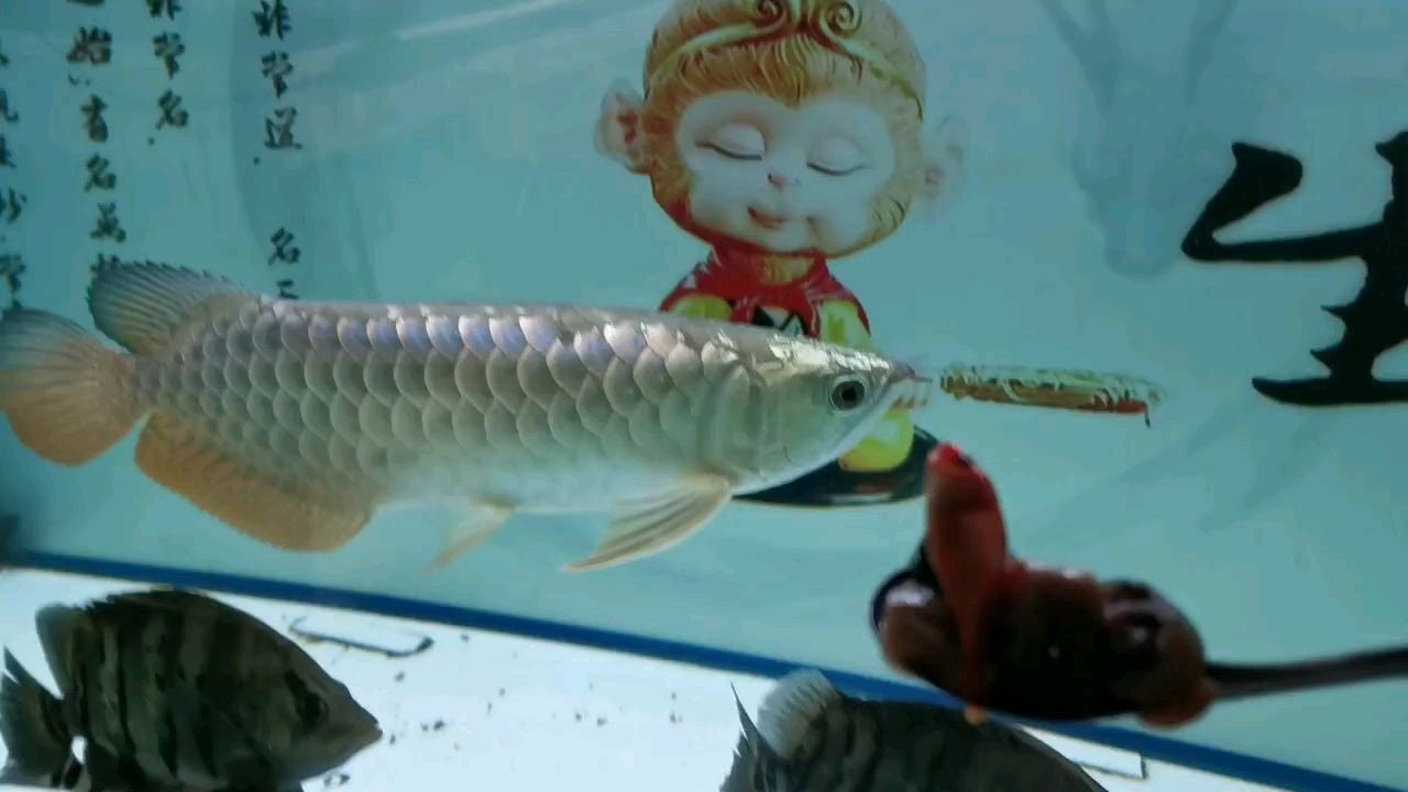 最小的龍魚品種是哪種：最小的龍魚品種是什么