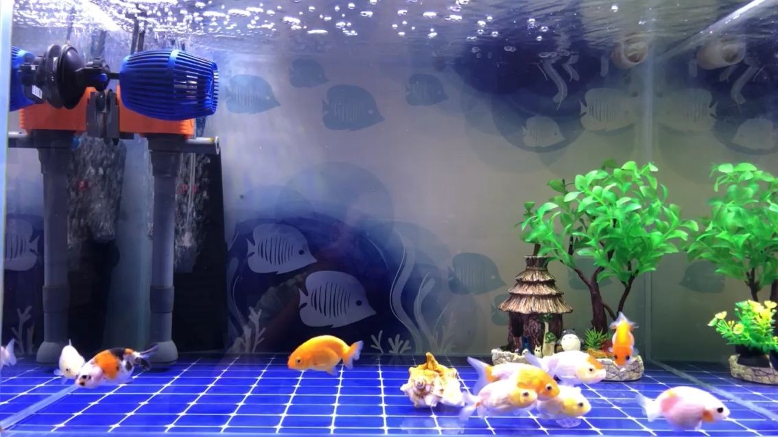 河北魚缸廠家電話多少?。ê颖贝笏讖S家批發）（河北魚缸廠家電話多少）