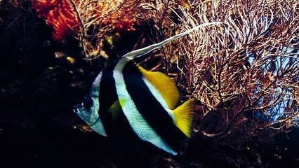 五星oblong歐鉑龍魚缸配件：五星oblong歐鉑龍魚缸