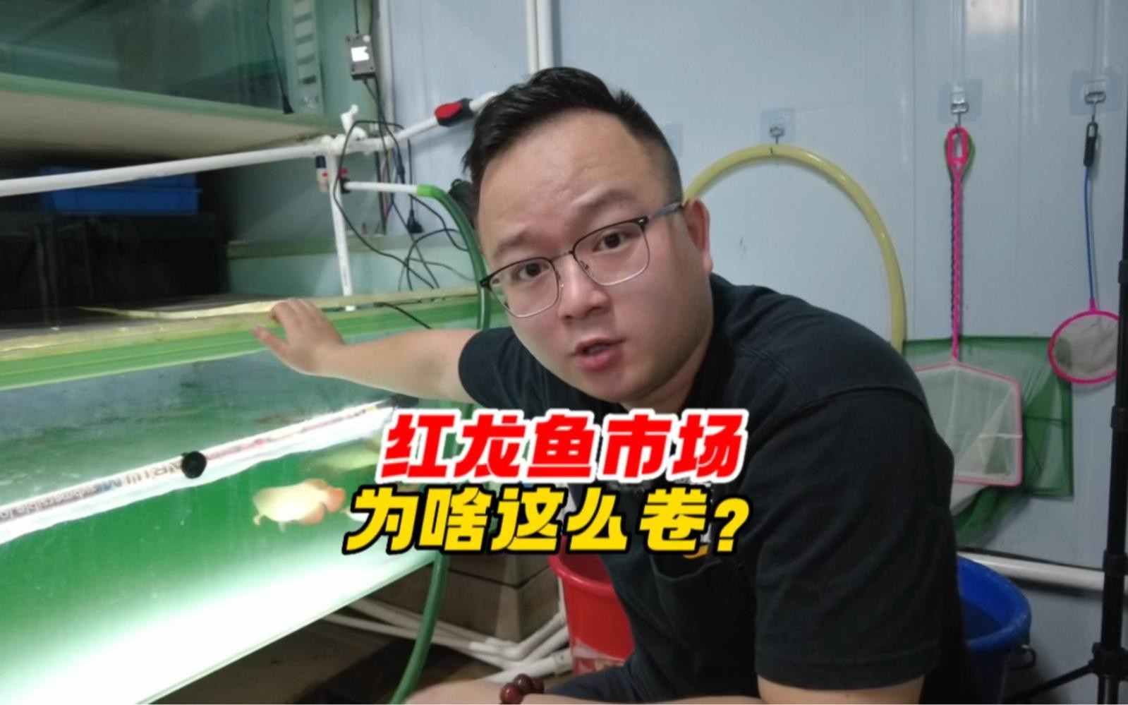 紅龍魚的市場價格趨勢如何