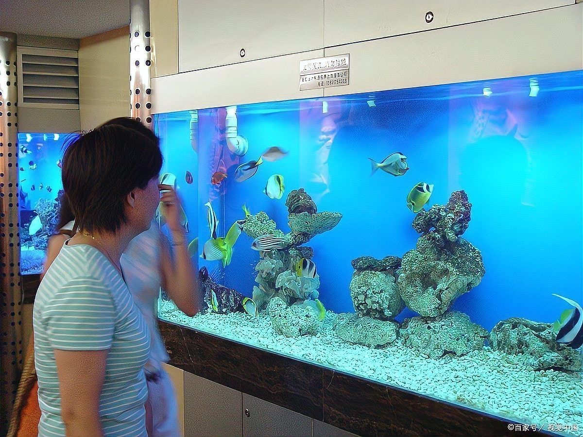 魚缸高度風水禁忌 魚缸高度風水禁忌 龍魚論壇 第1張