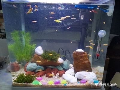 小魚缸還可以養什么：適合在小魚缸中養殖的幾種寵物