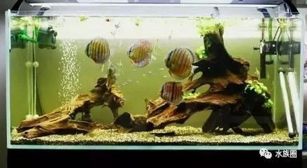 魚缸放在入門口正對面好不好呢，魚缸擺放的最佳方位如何布置