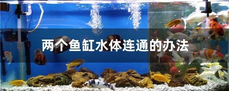 兩個魚缸水體連通：u形管水體連通的實際效果
