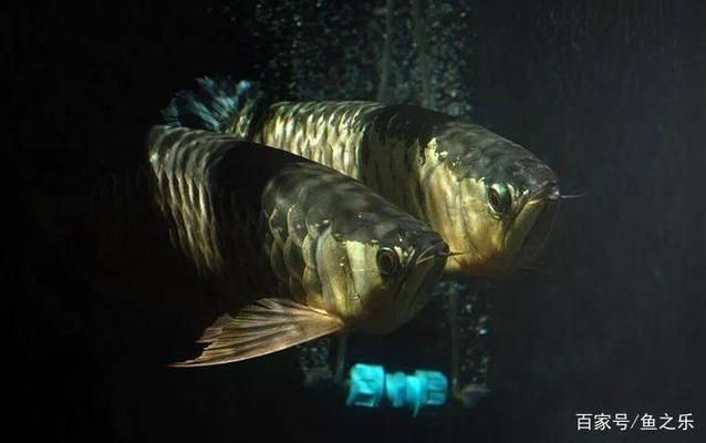 兩個魚缸水體連通：u形管水體連通的實際效果