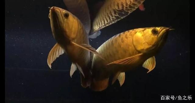 兩個魚缸水體連通：u形管水體連通的實際效果