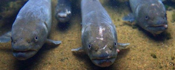 魚缸換水的科學方法和注意事項：家庭養魚的水源選擇加熱的自來水換水的科學方法與選擇