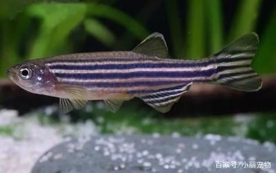 魚缸換水的科學方法和注意事項：家庭養魚的水源選擇加熱的自來水換水的科學方法與選擇
