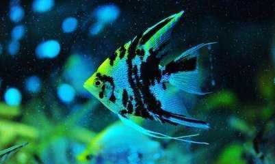 魚缸換水的科學方法和注意事項：家庭養魚的水源選擇加熱的自來水換水的科學方法與選擇