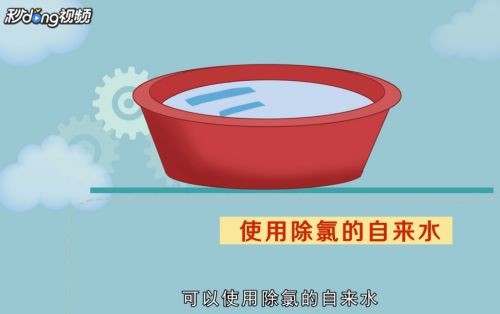 魚缸里的水應該用什么水：關于魚缸用水的一些詳細信息
