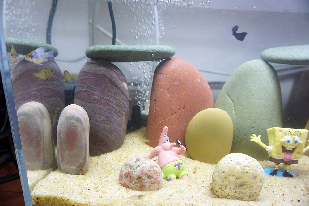 魚缸里的彩石：魚缸彩石品牌對比魚缸彩石的重要性，魚缸彩石擺放方式