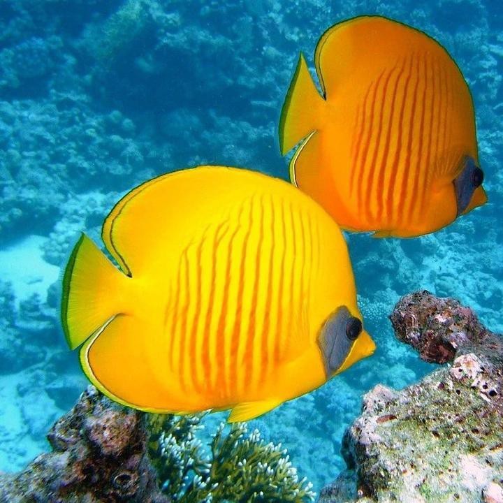 家養金龍魚如何判斷其年齡？