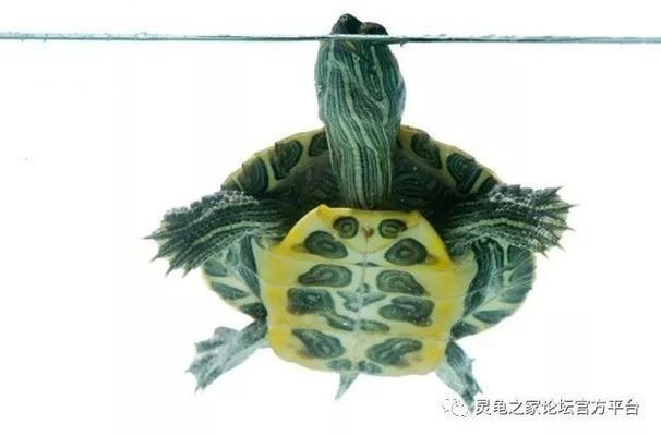 龍魚缸改龜缸，如何將龍魚缸改造成適合養烏龜的龜缸