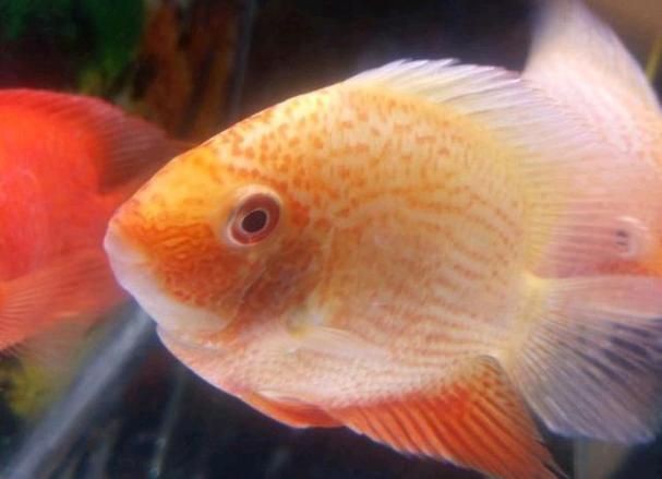 鈷藍菠蘿魚圖片
