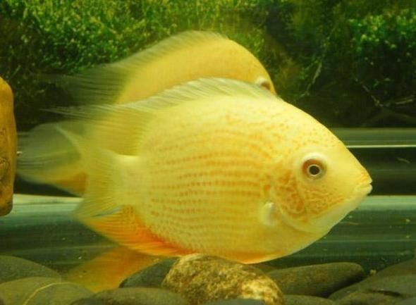 鈷藍菠蘿魚圖片