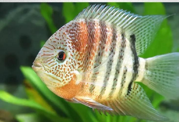 鈷藍菠蘿魚圖片