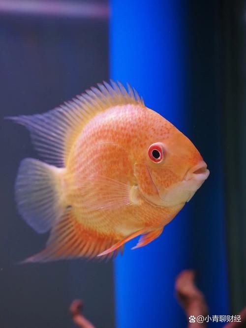 鈷藍菠蘿魚圖片