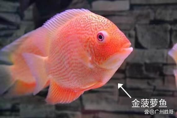 鈷藍菠蘿魚圖片