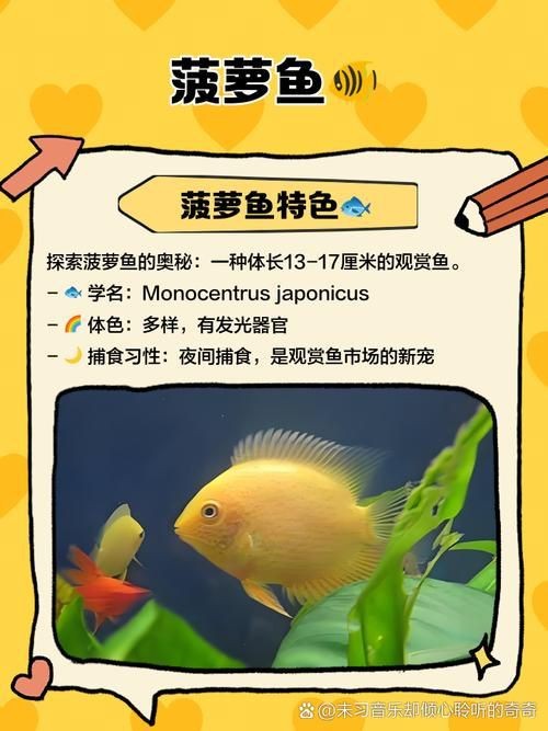鈷藍菠蘿魚圖片