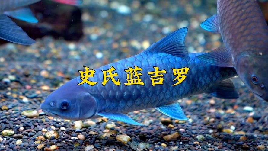 鈷藍菠蘿魚圖片