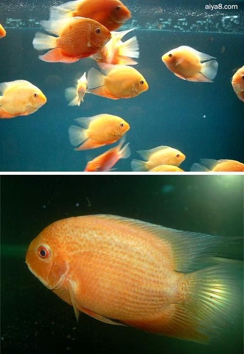 鈷藍菠蘿魚圖片