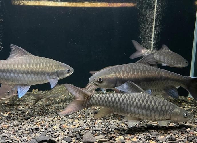 鈷藍菠蘿魚圖片