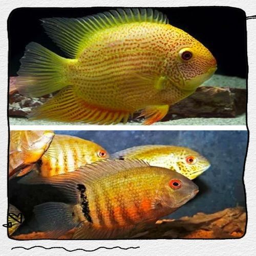 鈷藍菠蘿魚圖片