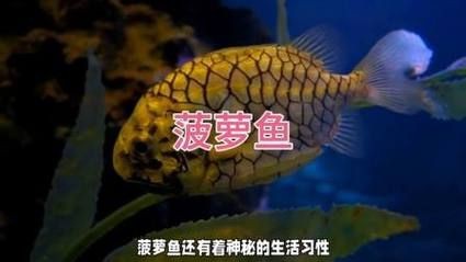 鈷藍菠蘿魚圖片