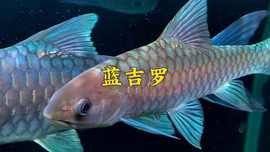 鈷藍菠蘿魚圖片
