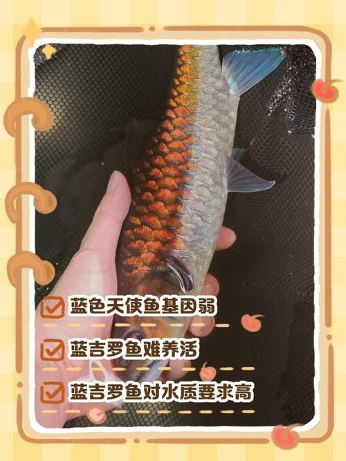 鈷藍菠蘿魚圖片