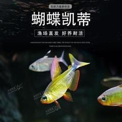 蝴蝶黃紅凱蒂魚