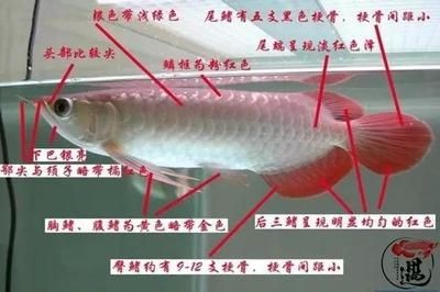 紅龍魚發色期特殊護理：紅龍魚發色期水質管理技巧紅龍魚發色期水質管理技巧