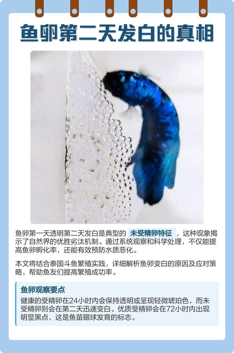 防止魚卵發白的有效方法
