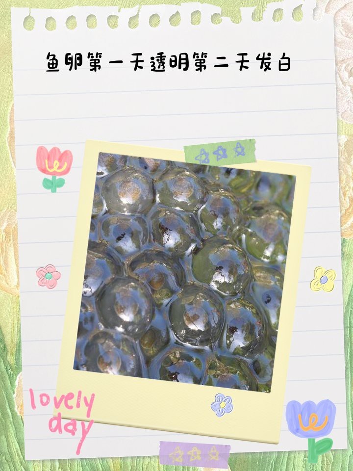 防止魚卵發白的有效方法