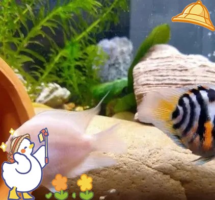 防止魚卵發白的有效方法