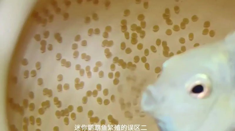 防止魚卵發白的有效方法
