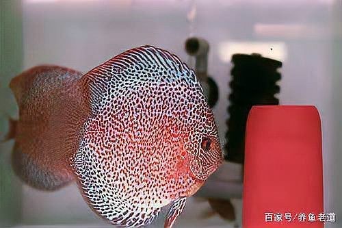 防止魚卵發白的有效方法