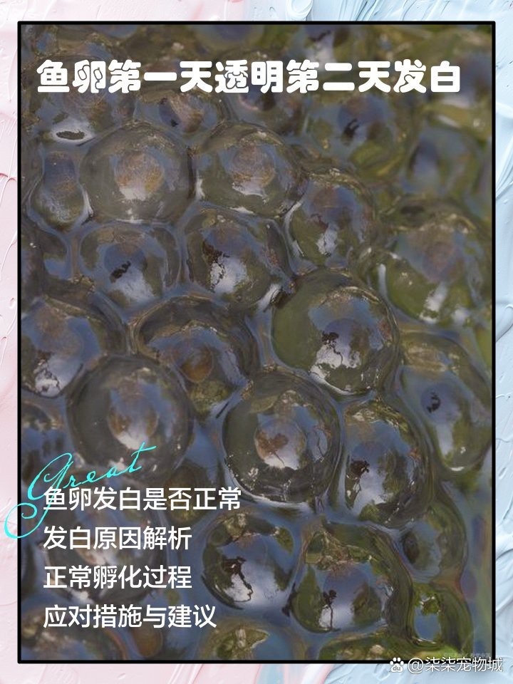 防止魚卵發白的有效方法