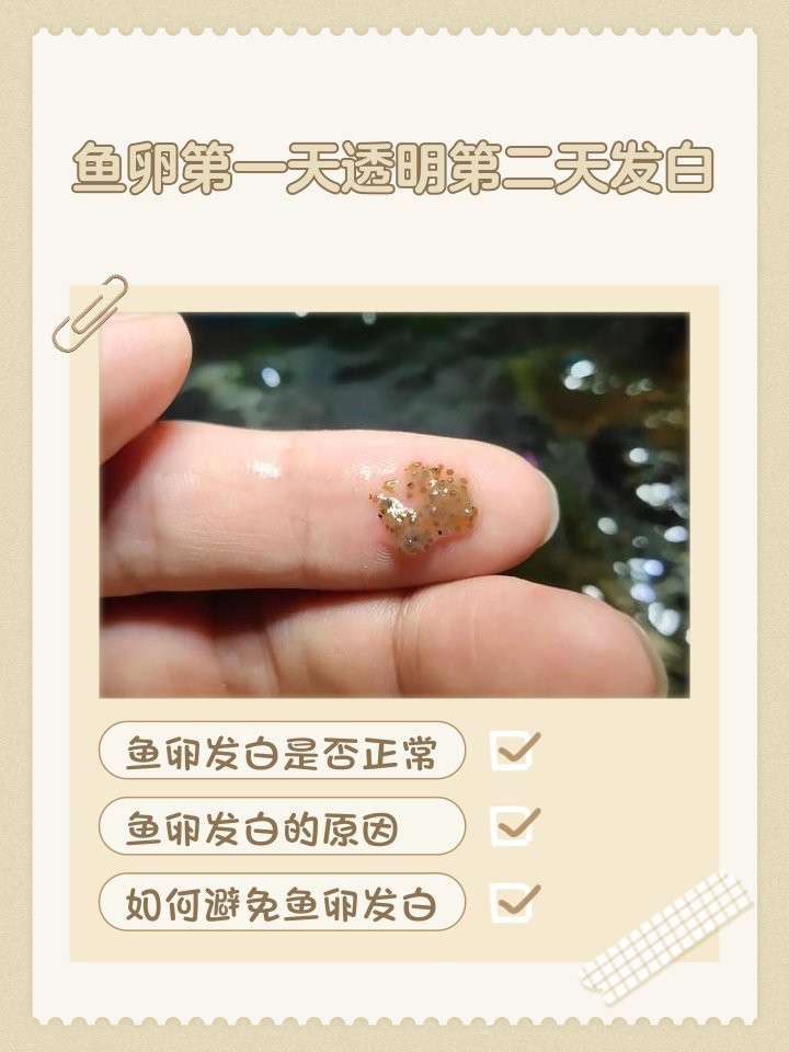 防止魚卵發白的有效方法