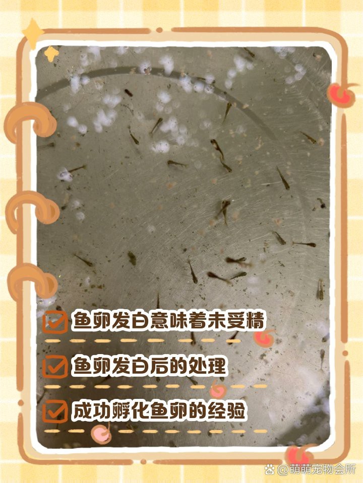 防止魚卵發白的有效方法